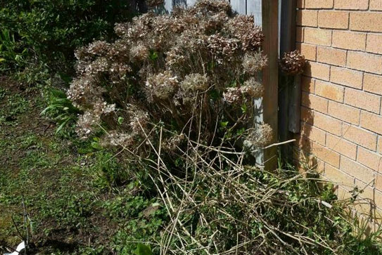 clearing bushes around house to prevent animals