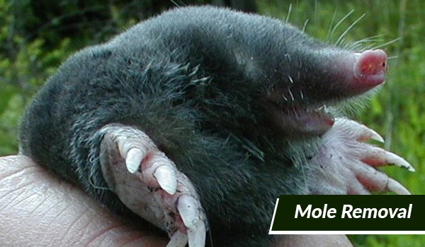 mole removal in Massachusetts