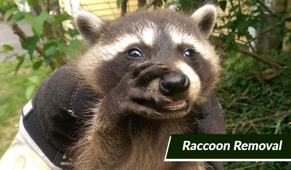 raccoon removal in Massachusetts