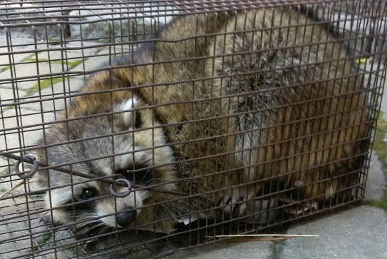 raccoon removal massachusetts