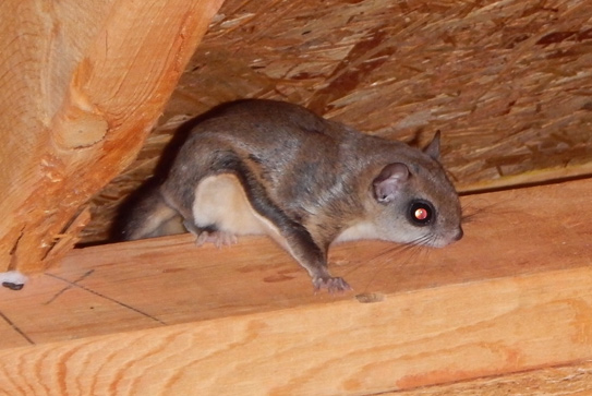 flying squirrel in attic