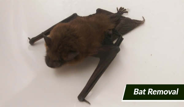 bat removal in Massachusetts