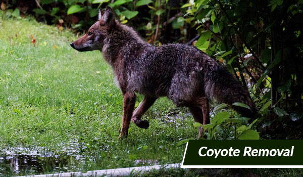 coyote removal in Massachusetts