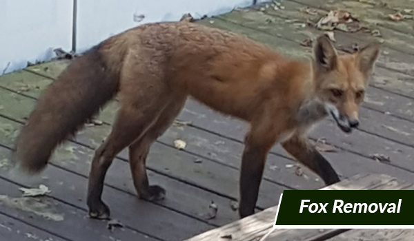 fox removal in Massachusetts