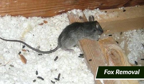 mice and rodent removal in Massachusetts