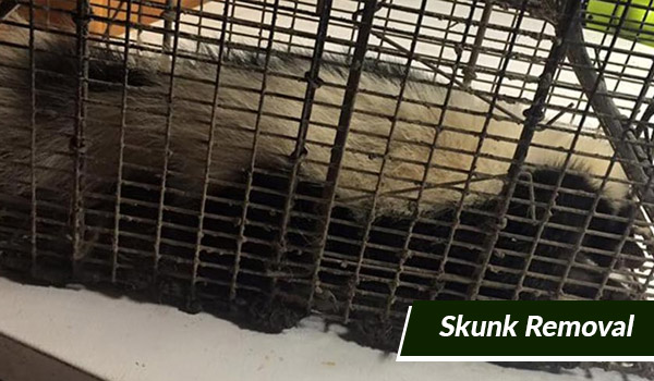 skunk removal in Massachusetts