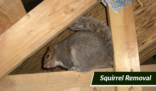 squirrel removal in Massachusetts