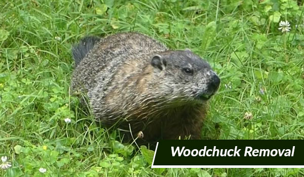 woodchuck removal in Massachusetts